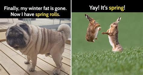 25 Funny Memes To Welcome Spring - Bouncy Mustard