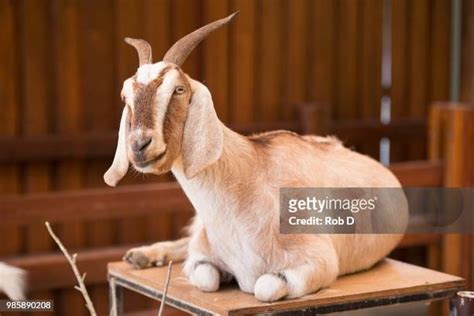 334 Goat Buck Stock Photos, High-Res Pictures, and Images - Getty Images