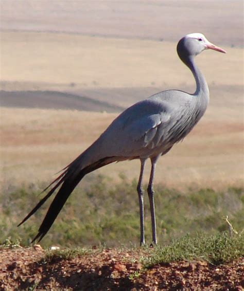 blue crane overberg renosterveld trust