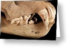 Barbary Lion Skull Photograph by Natural History Museum, London