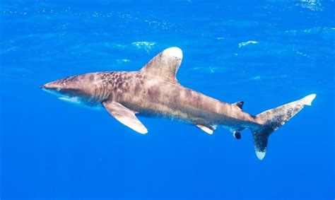 Oceanic Whitetip Shark Facts, Habitat, Diet, Life Cycle, Pictures