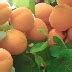 Абрикос Принц Март: описание и характеристики сорта, особенности ...