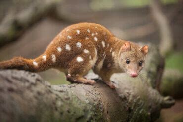 Endemic Animals : Karnataka Forest Department / The animals endemic to ...