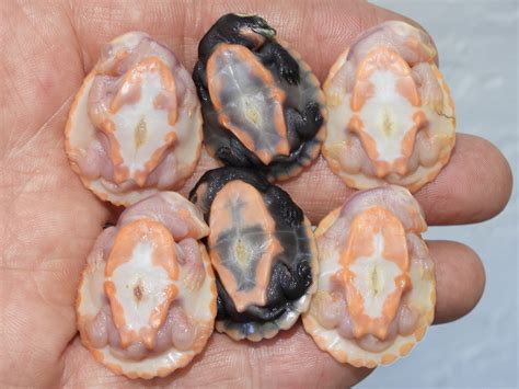 Albino Pink Belly Sideneck Turtles - Albino Turtles