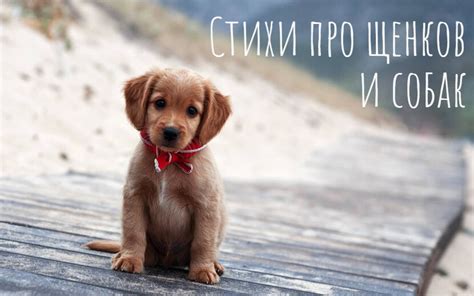 Стихи про щенков и собак для детей - Стихи и проза для детей