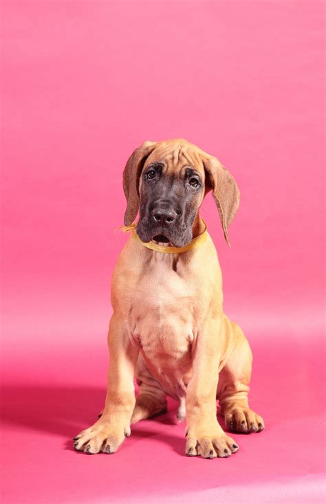 Should Great Danes Eat Puppy Food