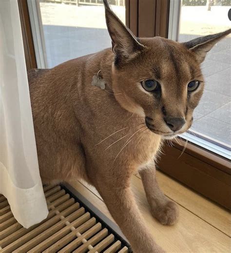 Caracal Cat on Wooden Floor