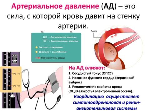 Сердечно-сосудистая система - online presentation