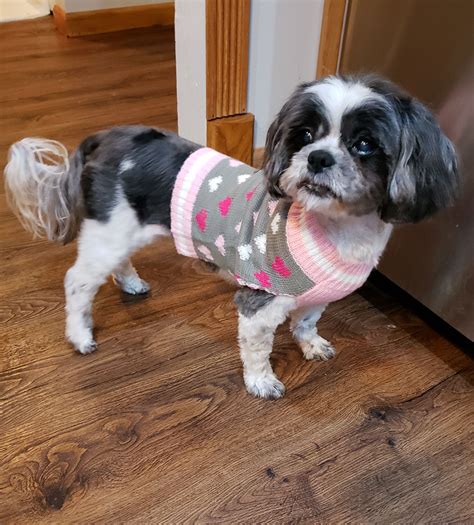 Small Dog Rescue Rossford Ohio - Research Freetimers