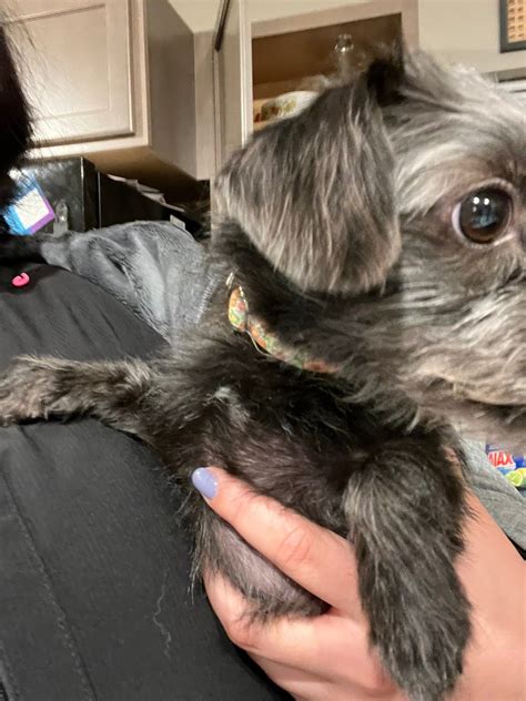 Sioux Falls Area Lost & Found Pets | ***reunited with mom****Found on