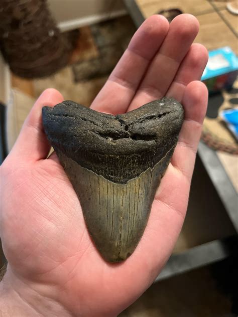 Can metal be present in the fossilization process, or was this gift a