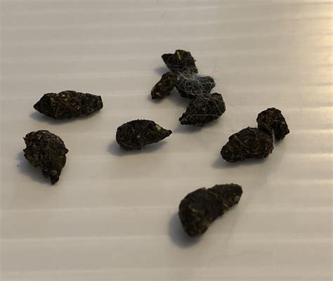 Tiny bunny poop - Qaspe