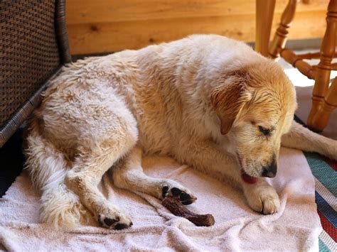 how to cure hair loss in dogs