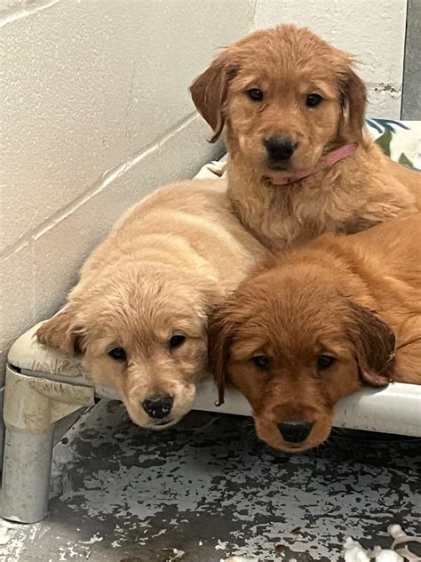 Impawsibly cute golden retriever puppies to be up for adoption in BC | News