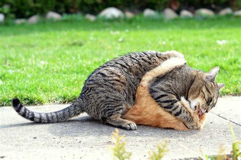 Cat Fights: What Every Cat Owner Needs To Know