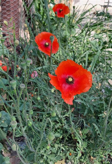 Rachel Ryan - Artist