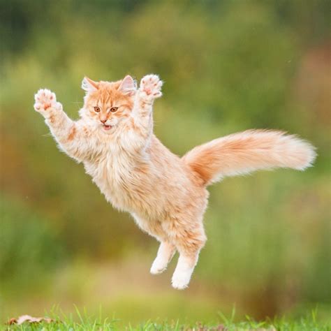 master cat  shop shopee malaysia