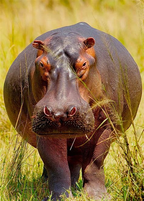 biggest hippopotamus ever 6