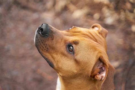 Pit Bulls in New Jersey: Guide to State Laws & Regulations