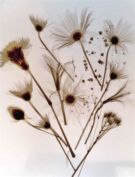 X-Ray Flower Photography Reveals Delicate Anatomy of Beautiful Blooms