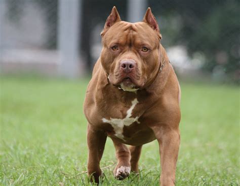 Pit Bull Viciously Attacks Owners Leaving Serious Injuries
