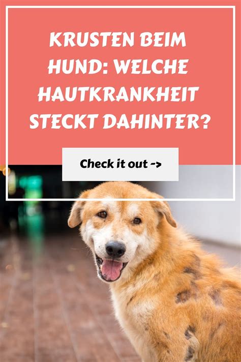 Krusten beim Hund: Welche Hautkrankheit steckt dahinter?