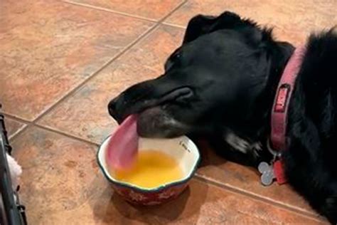 Собака показала, как можно есть, когда совсем нет сил