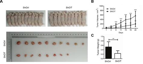 regulation  cit promotes  growth  colon cancer cells oncotarget