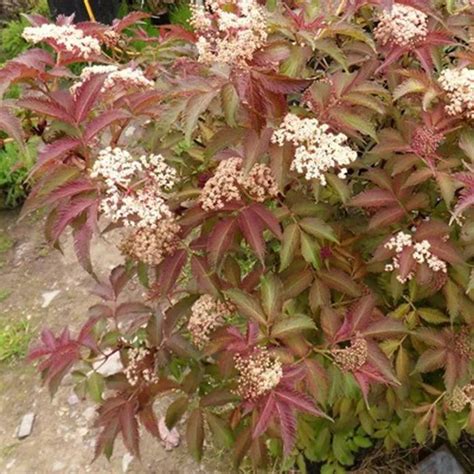 Бузина Серенада саженец купить на OZON по низкой цене (1142408714)