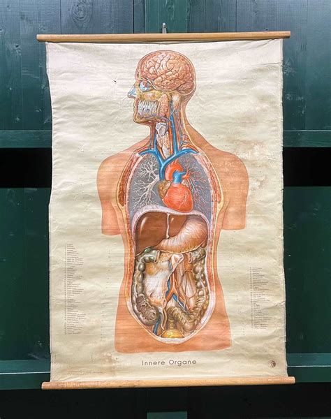 Anatomical Wall Chart - The Hoarde Vintage