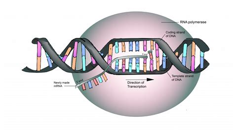 5.4 RNA is Transcribed from a DNA Template – The Evolution and Biology ...