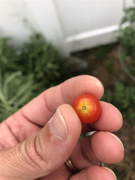 Anyone ever see this before? : r/tomatoes
