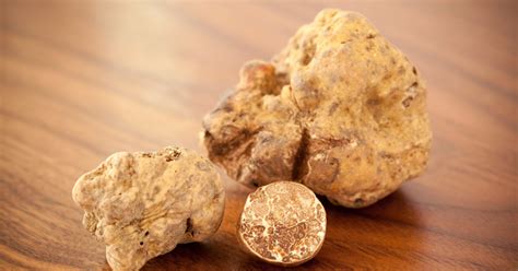 farming  rarity   grow white truffles foraged foraged