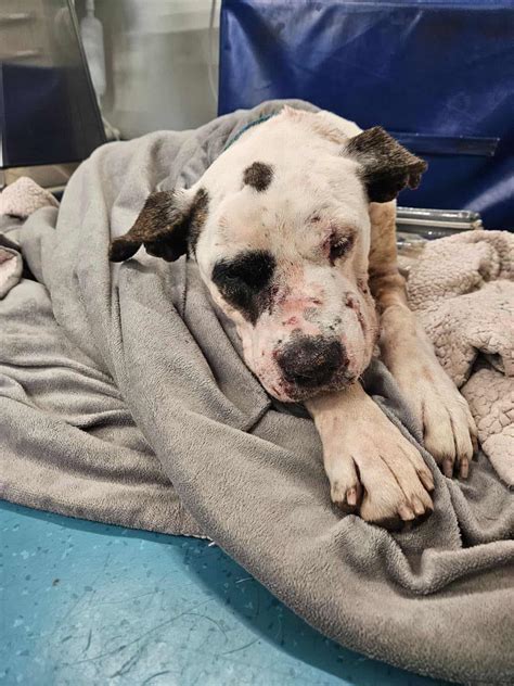 Juniper - New Hope Dog Rescue