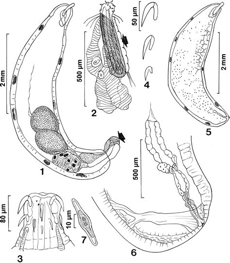 Acanthocephalans from fishes and amphibians in Vietnam, with ...