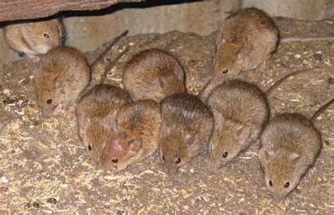 year   mouse grain storage technology