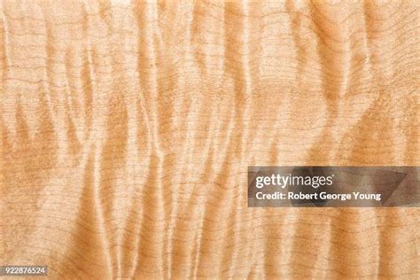 maple wood grain stock  high res pictures  images getty