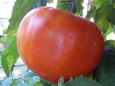 Growing tomatoes in 5 gallon buckets - smileapo