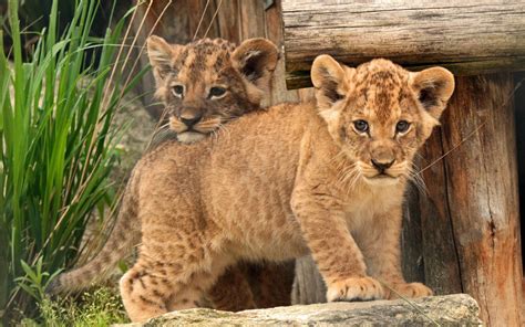 [100+] Baby Lion Wallpapers | Wallpapers.com