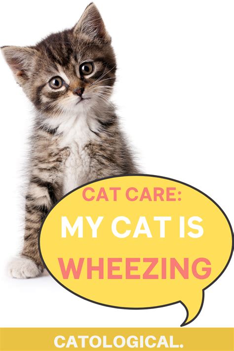 Cat wheezing -- Learn what to do and why it happens with these easy ...