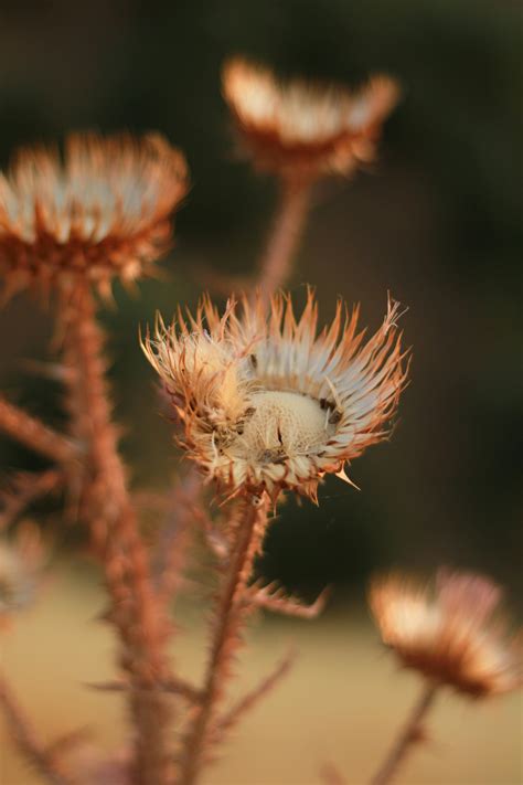 Wilted Plants Photos, Download The BEST Free Wilted Plants Stock Photos