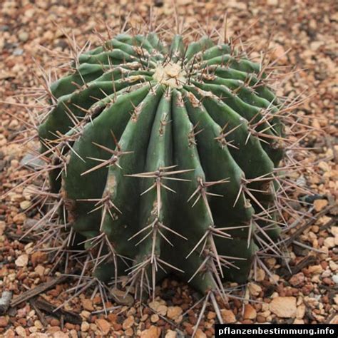 echinocactus platyacanthus