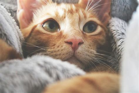 Unkontrolliertes Zittern Bei Katzen 7