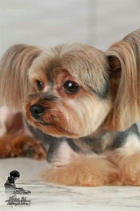 yorkshire terrier grooming styles - Yahoo Image Search Results | Dog ...