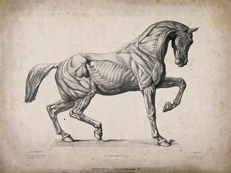 pin  anatomy reference horse anatomy horse sketch horse drawings