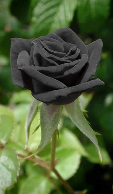 Pin by Óscar Martínez on LINDAS ROSAS | Exotic rose, Rose seeds, Black