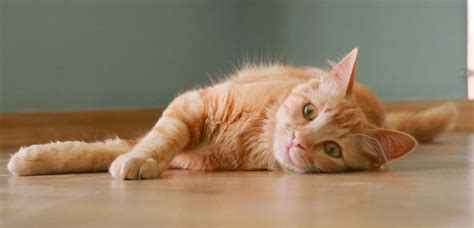 Garde chat : Guide complet | Holidog France