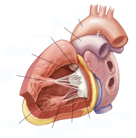 Anatomy of Heart Chambers - Mitral Valve Diagram | Quizlet