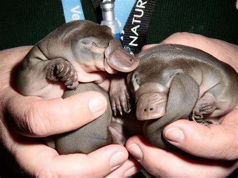 Il curioso mondo dei cuccioli degli animali - inNaturale