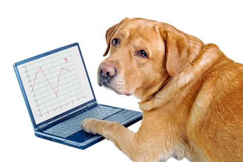 dogs   world investment strategy invest walls